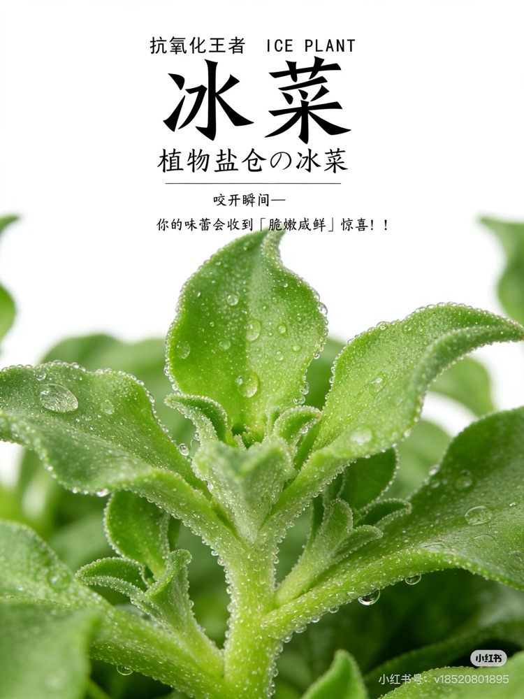 冰草